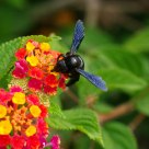 Xylocopa violacea e a flor (Xylocopa violacea and the flower)